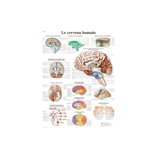 Planche anatomique cerveau...