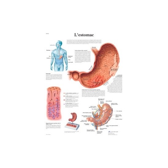 Planche anatomique estomac