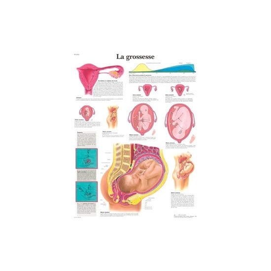 Planche anatomique grossesse