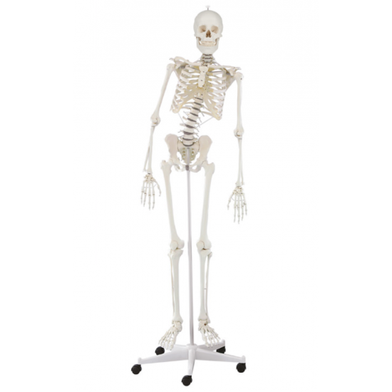 Flexibel volledig skelet