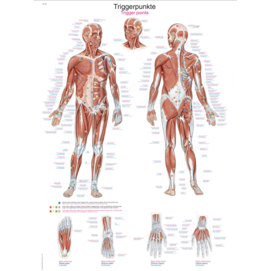 Anatomische afbeelding...
