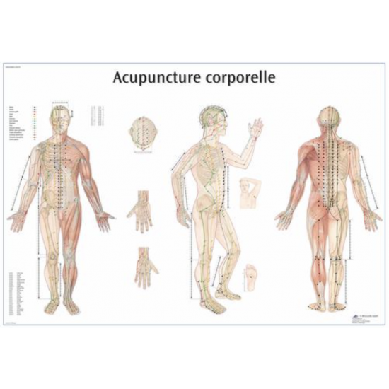 Planche anatomique Acupuncture